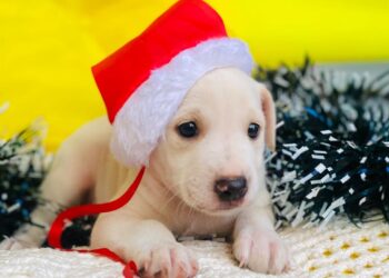 Shopping Cerrado promove evento com adoção responsável