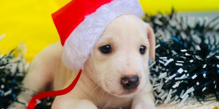 Shopping Cerrado promove evento com adoção responsável