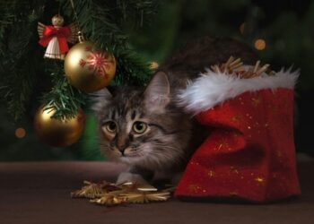 Ceia de Natal: pets podem aproveitar a festa de forma segura?
