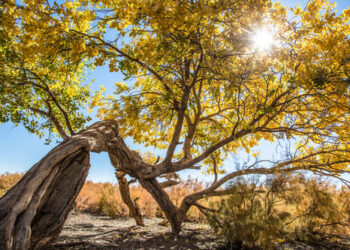 Instituto Nacional do Cerrado é criado por 19 universidades