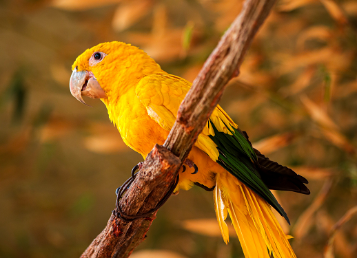 Zoológico de Brasília inaugura novo aviário com espécies brasileiras