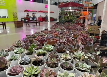 Shopping em Goiânia realiza festival de verão com plantas a partir de R$10
