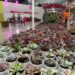 Shopping em Goiânia realiza festival de verão com plantas a partir de R$10