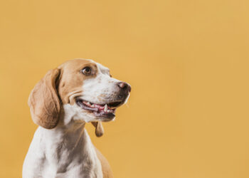 Projeto Pet ConVivência integra animais a escolas públicas do DF