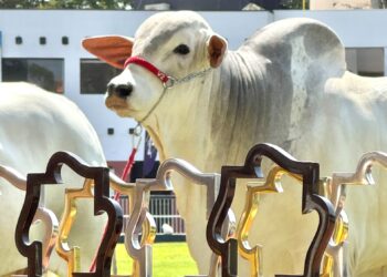 Flamboyant Agropecuária lidera ranking da Raça Nelore Mocho