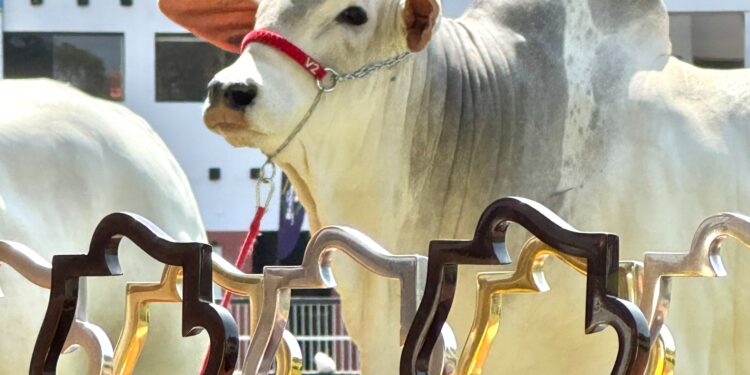Flamboyant Agropecuária lidera ranking da Raça Nelore Mocho
