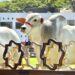 Flamboyant Agropecuária lidera ranking da Raça Nelore Mocho