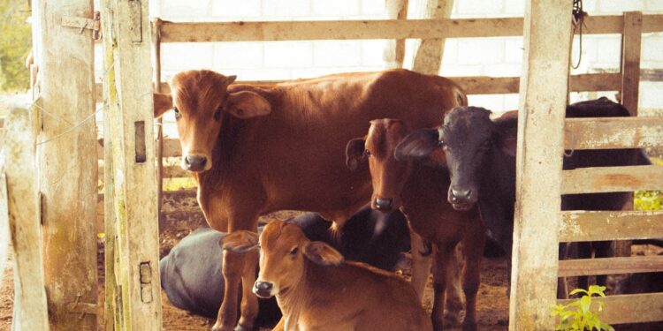 Agro goiano recebeu R$ 27 bilhões em crédito do Plano Safra 2025