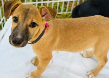 Shopping Cerrado promove adoção de pets neste sábado (21)