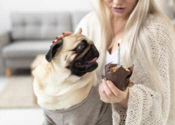 Ovo de Páscoa faz mal para pets? Entenda por que o chocolate pode ser perigoso