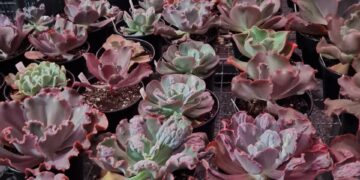 Plaza D’oro celebra o mês das mães com edição do Bazar Estação das Plantas