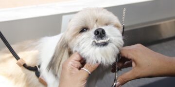 Festival PET 360 movimenta Shopping Cerrado neste fim de semana