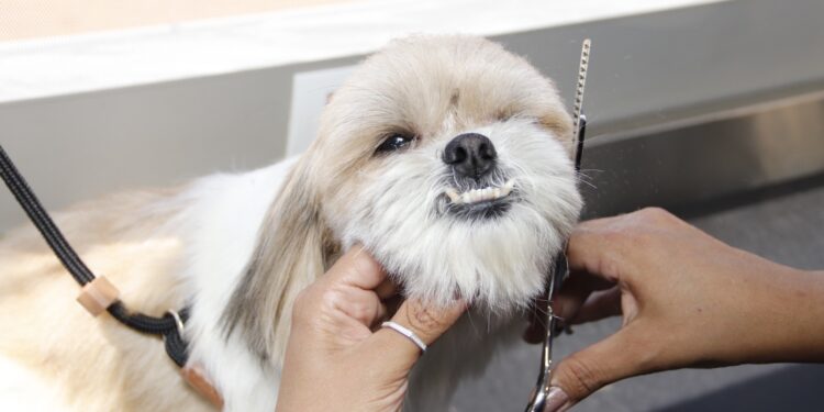 Festival PET 360 movimenta Shopping Cerrado neste fim de semana