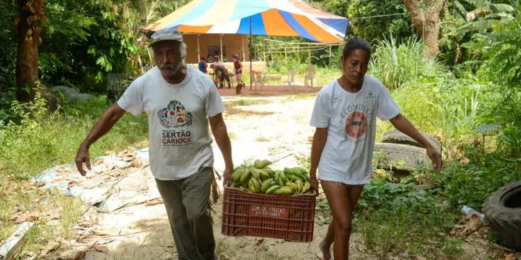 Cooperativas podem aderir ao novo Desenrola Rural com descontos de até 96%