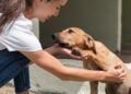 Feira pet em Palmas busca novos lares para animais resgatados
