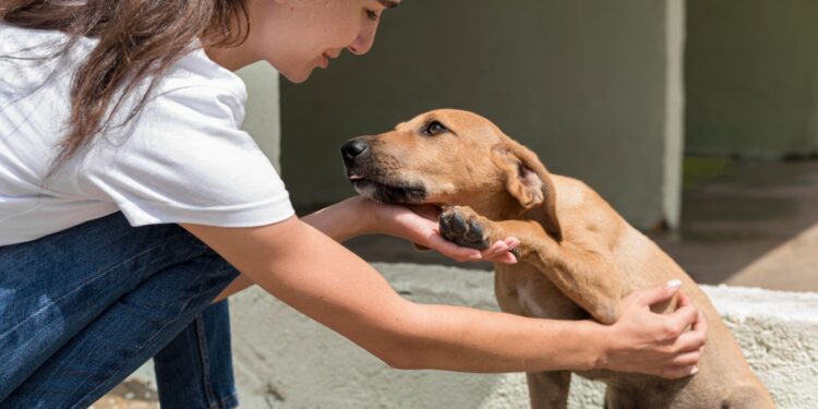 Feira pet em Palmas busca novos lares para animais resgatados