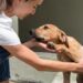 Feira pet em Palmas busca novos lares para animais resgatados