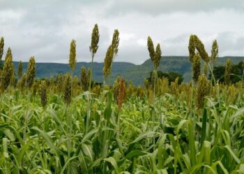 Goiás projeta segunda maior safra de grãos da história enquanto desmatamento cai 43,7%