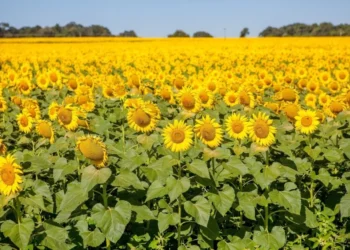 Goiás lidera produção de girassol no Brasil