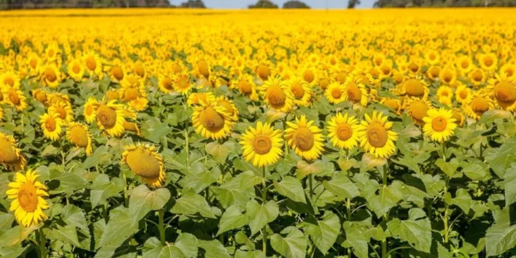 Goiás lidera produção de girassol no Brasil