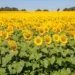 Goiás lidera produção de girassol no Brasil