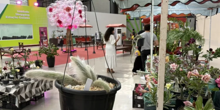 Com mais adeptos da jardinagem, Goiânia recebe feira de plantas durante as férias