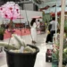 Com mais adeptos da jardinagem, Goiânia recebe feira de plantas durante as férias