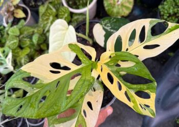 Bazar Estação das Plantas chega ao Plaza D’oro Shopping