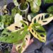 Bazar Estação das Plantas chega ao Plaza D’oro Shopping