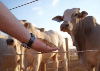 Estudo inédito da Inpasa e UFG testa coproduto de sorgo para acelerar a engorda bovina