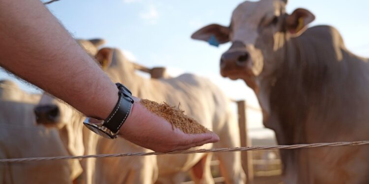 Estudo inédito da Inpasa e UFG testa coproduto de sorgo para acelerar a engorda bovina