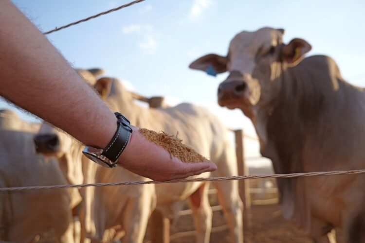 Estudo inédito da Inpasa e UFG testa coproduto de sorgo para acelerar a engorda bovina