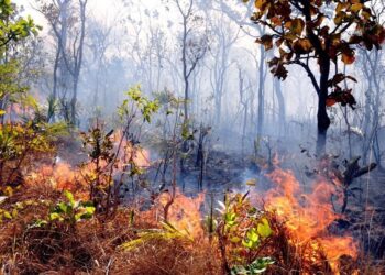 Ibama notifica 699 imóveis rurais em Tocantins para prevenção de incêndios