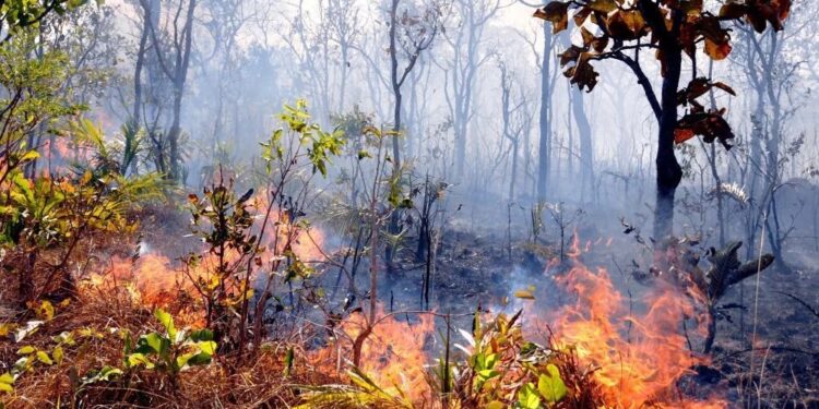 Ibama notifica 699 imóveis rurais em Tocantins para prevenção de incêndios