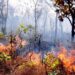 Ibama notifica 699 imóveis rurais em Tocantins para prevenção de incêndios