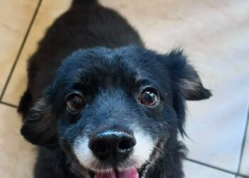 MiauDote reúne mais de 20 pets para adoção neste sábado (22) no Shopping Cerrado