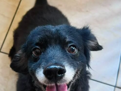 MiauDote reúne mais de 20 pets para adoção neste sábado (22) no Shopping Cerrado