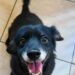 MiauDote reúne mais de 20 pets para adoção neste sábado (22) no Shopping Cerrado