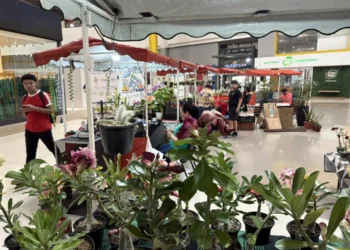 Plantas conquistam espaço como presente de Dia dos Pais