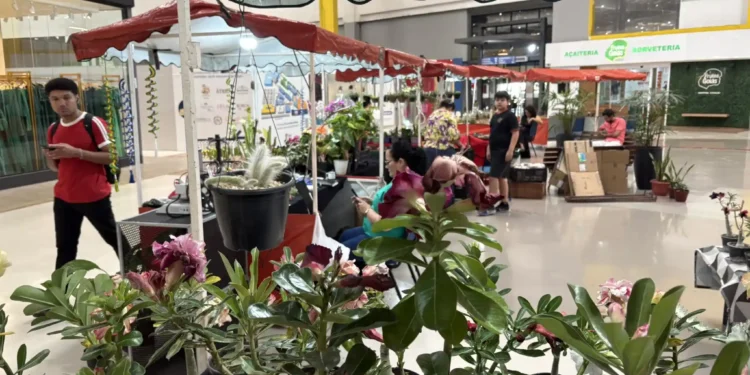 Plantas conquistam espaço como presente de Dia dos Pais