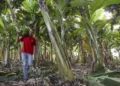 Pesquisa do IF Goiano sobre clima na agricultura familiar é selecionado em edital de R$ 2,5 milhões