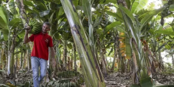 Pesquisa do IF Goiano sobre clima na agricultura familiar é selecionado em edital de R$ 2,5 milhões
