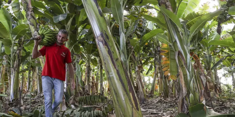 Pesquisa do IF Goiano sobre clima na agricultura familiar é selecionado em edital de R$ 2,5 milhões