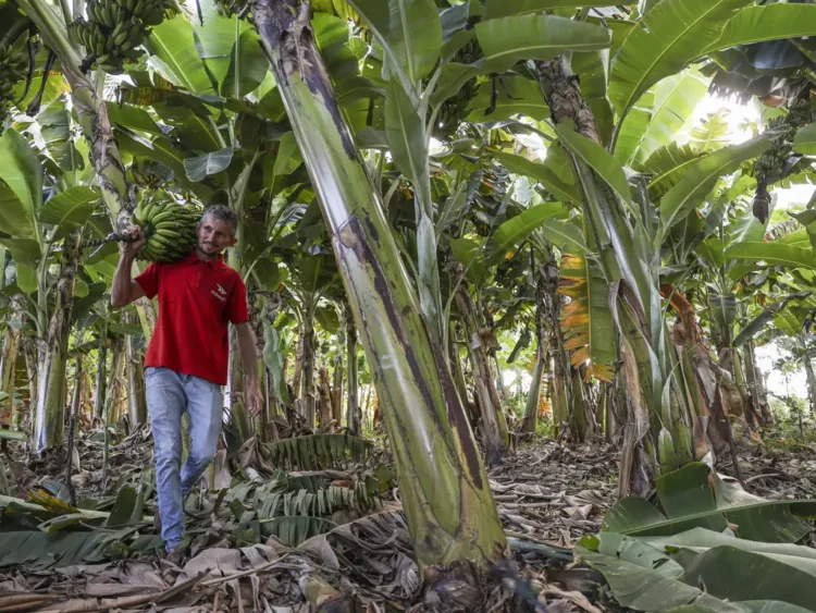 Pesquisa do IF Goiano sobre clima na agricultura familiar é selecionado em edital de R$ 2,5 milhões