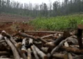 Área de florestas plantadas em Goiás tem a maior queda do país
