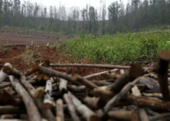 Área de florestas plantadas em Goiás tem a maior queda do país