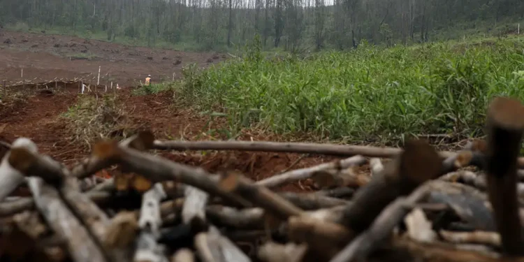 Área de florestas plantadas em Goiás tem a maior queda do país