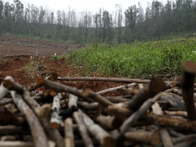 Área de florestas plantadas em Goiás tem a maior queda do país