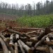 Área de florestas plantadas em Goiás tem a maior queda do país