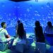 Experiência imersiva leva público a uma viagem pelo fundo do mar em Palmas